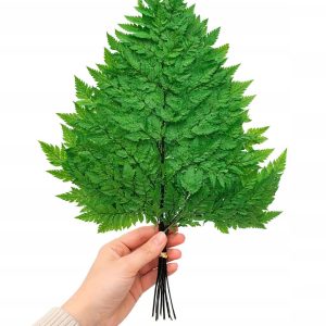 10 x Stabilizowany liść paproci. Paproć skórzasta Long 40-45cm