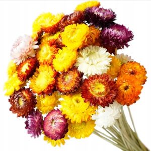 Bukiet suszonych kwiatów – Kocanki / Helichrysum – MIX 3 kolorów 10szt 45cm