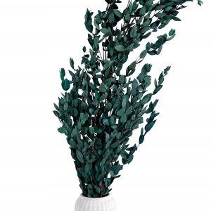 Eukaliptus Lepto Lungifolia Stabilizowany Zielony 70–80cm PREMIUM BUKIET
