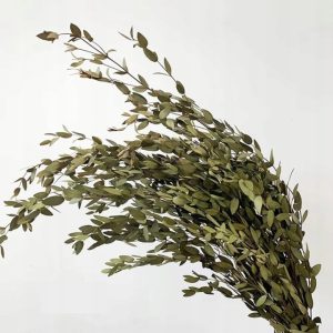 Eukaliptus Lepto Lungifolia Stabilizowany Zielony 70–80cm PREMIUM BUKIET