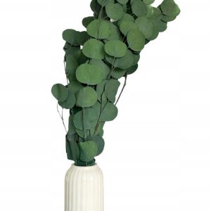 Eukaliptus Populus Silver Dollar Stabilizowany 60-70cm Zielony
