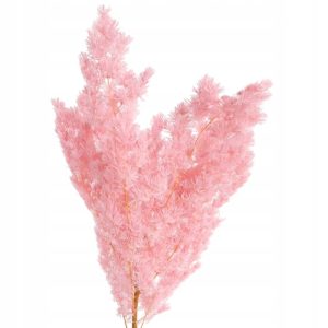 Sosna Penglai Pine Stabilizowana 60–70cm 100 g Naturalna | Premium