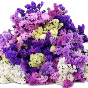 Zatrwian (statice, Limonium) STABILIZOWANY -Dekoracje Premium 70cm